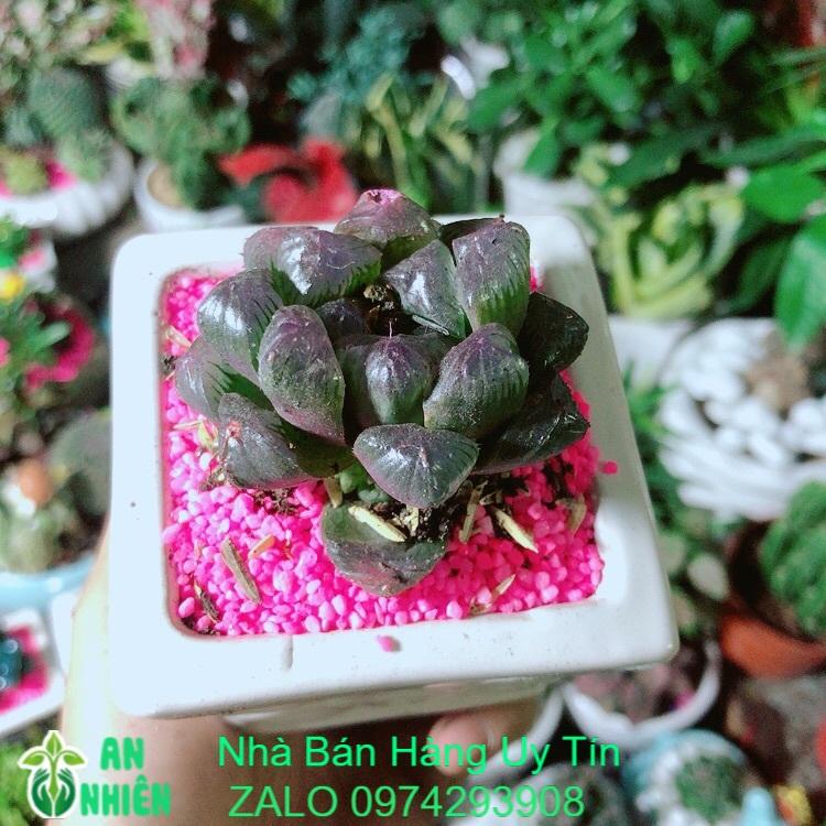 Chậu Cây Kim Cương  Màu Tím