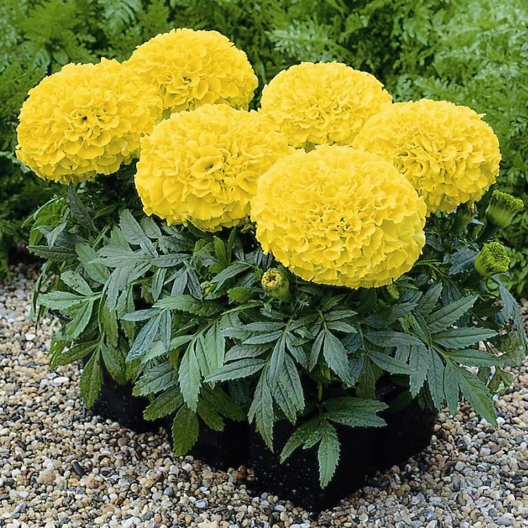 Hạt giống hoa vạn thọ vàng chanh lỡ gói 30 hạt