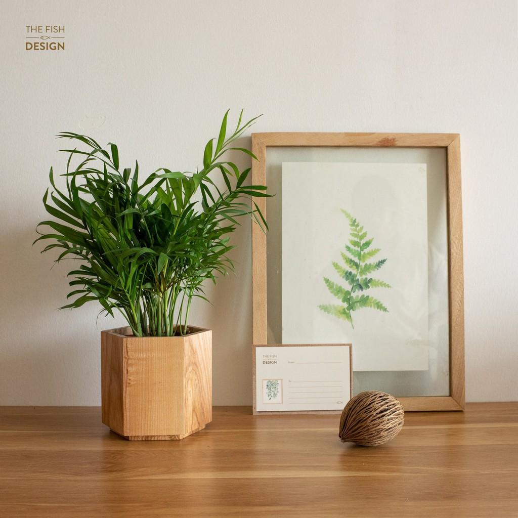 Chậu cây cau tiểu trâm | THE FISH DESIGN SIZE L