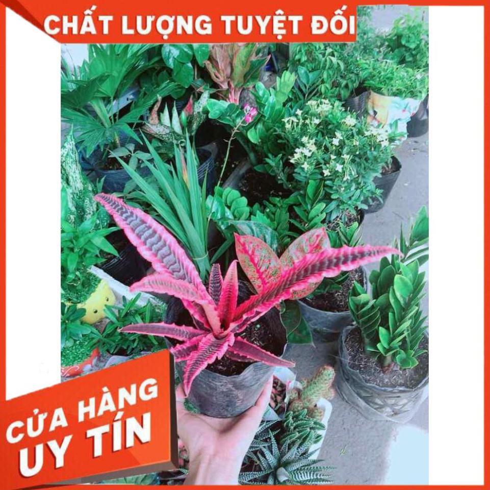 Cây Dứa Đuôi Phụng Nhiều Người Mua