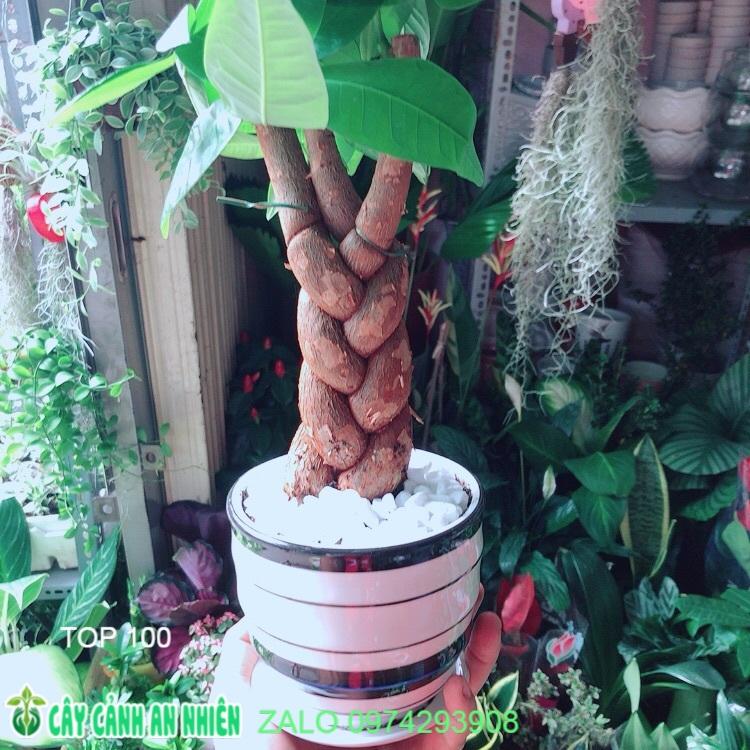 Chậu Cây Kim Ngân Thắt Bính