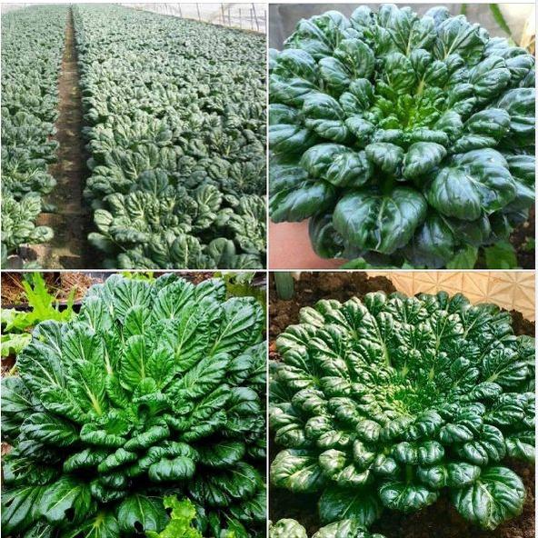 Hạt Giống Cải Hoa Hồng Tassoi Gói 2Gr - Khu Vườn Ban Công