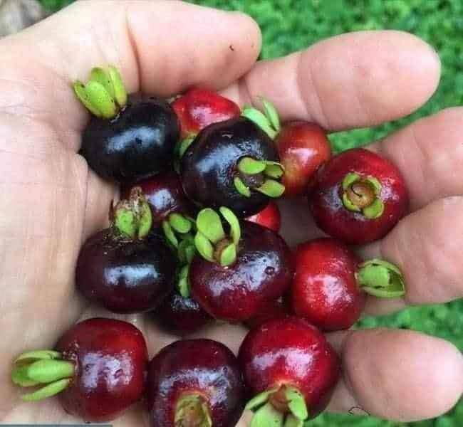 Cây cherry Brazil nhiệt đới dễ trồng chịu nhiệt tốt 1 năm ra quả