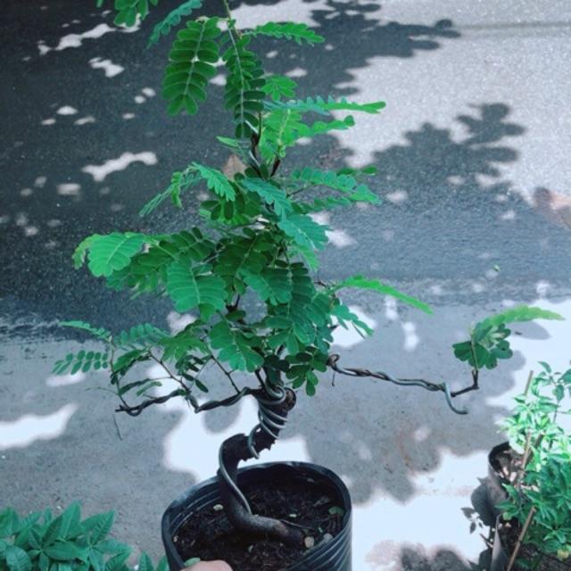 Cây Me Bonsai