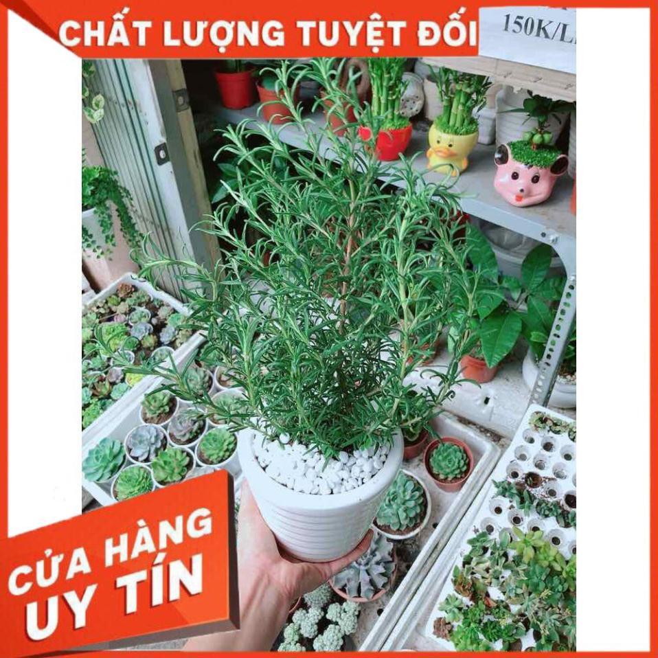 Chậu hương thảo Nhiều Người Mua