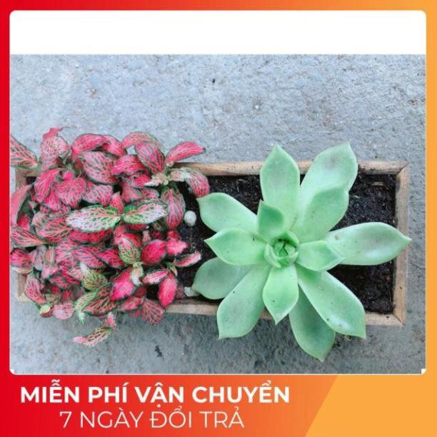 Chậu Cẩm Nhung + Sen Đá