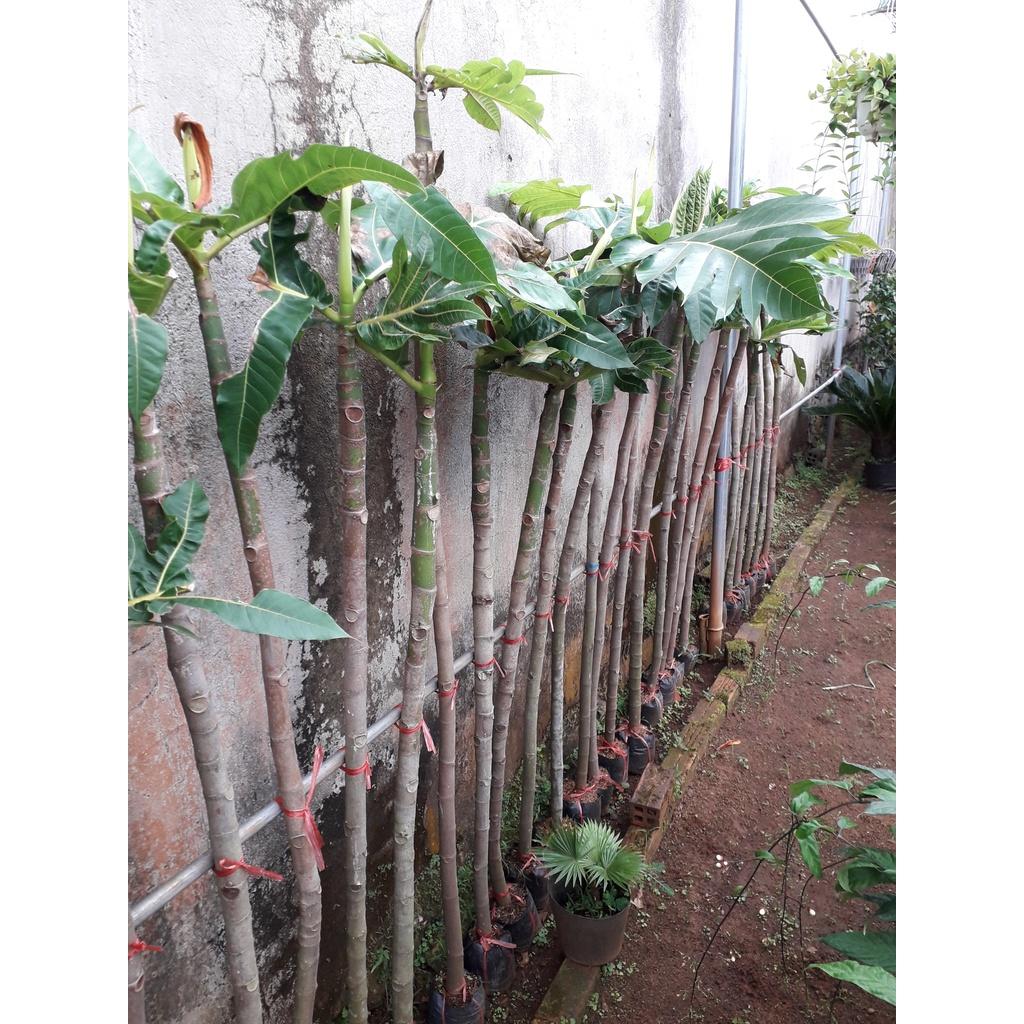 Cây giống Sa Kê