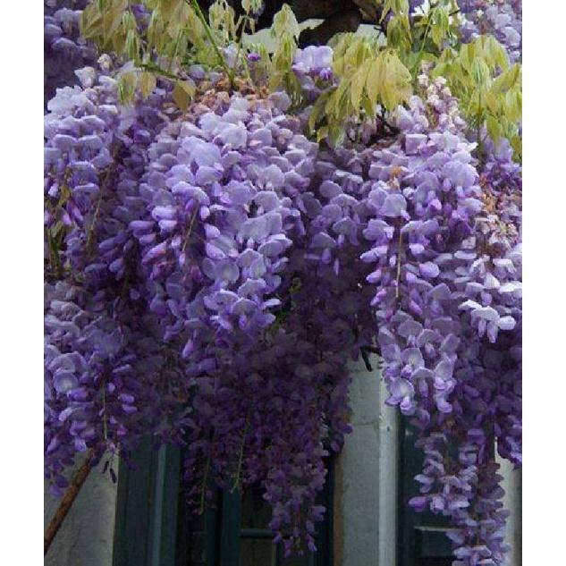 Hạt giống hoa tử đằng hoa màu tím KNS3480- Gói 5 hạt