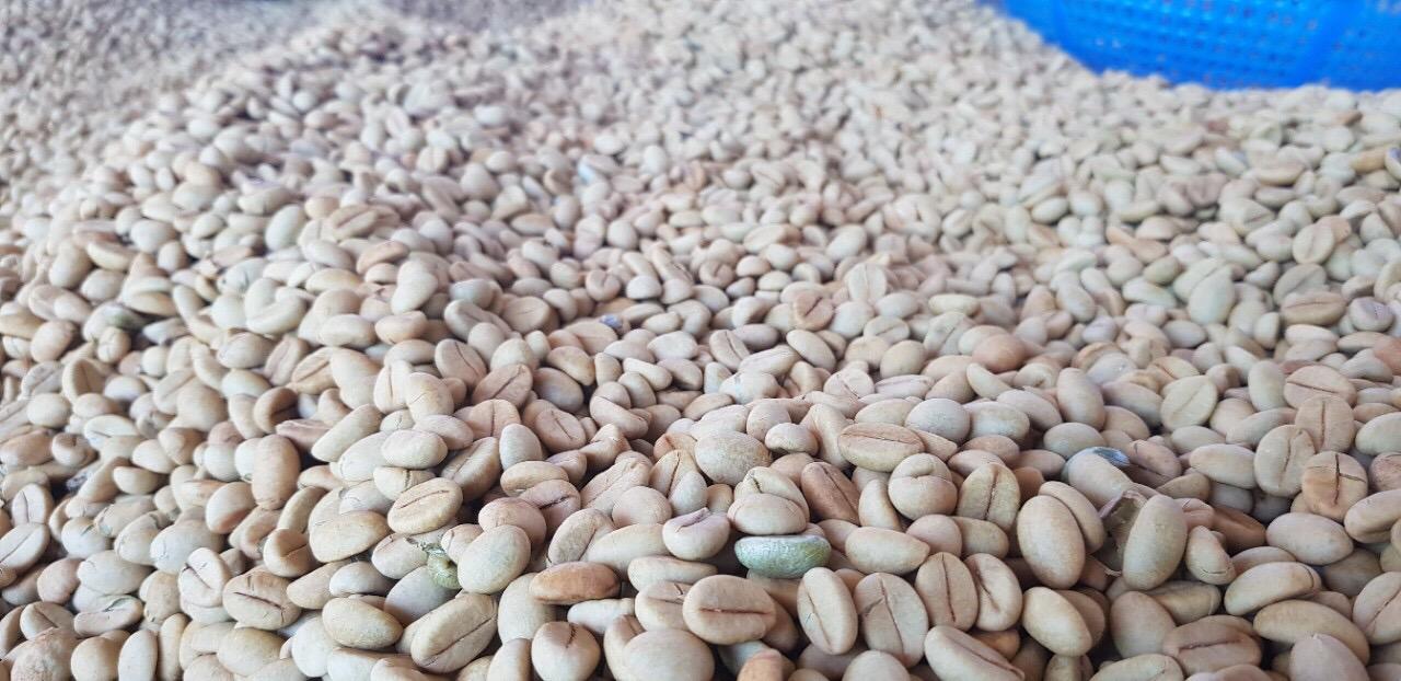0,5 KG HẠT GIỐNG CÀ PHÊ THIỆN TRƯỜNG CAO SẢN 100% HẠT MỚI- TỶ LỆ NẢY MẦM CAO.