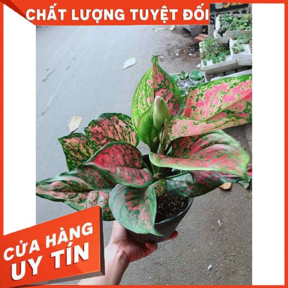 Cây hoa vạn lộc Nhiều Người Mua