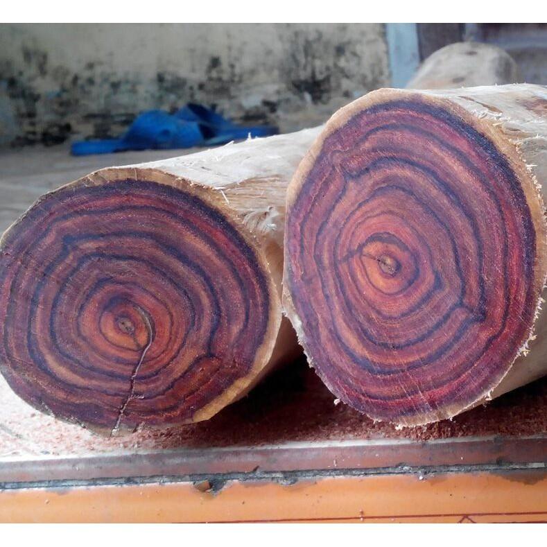 Cây giống gỗ Sưa đỏ.