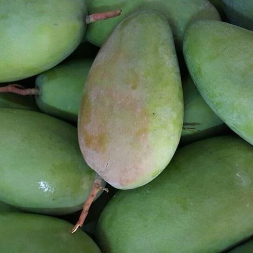 Cây giống Xoài hạt lép An Giang