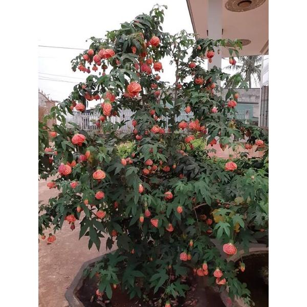 Cây hoa đèn lồng Abutilon pictum