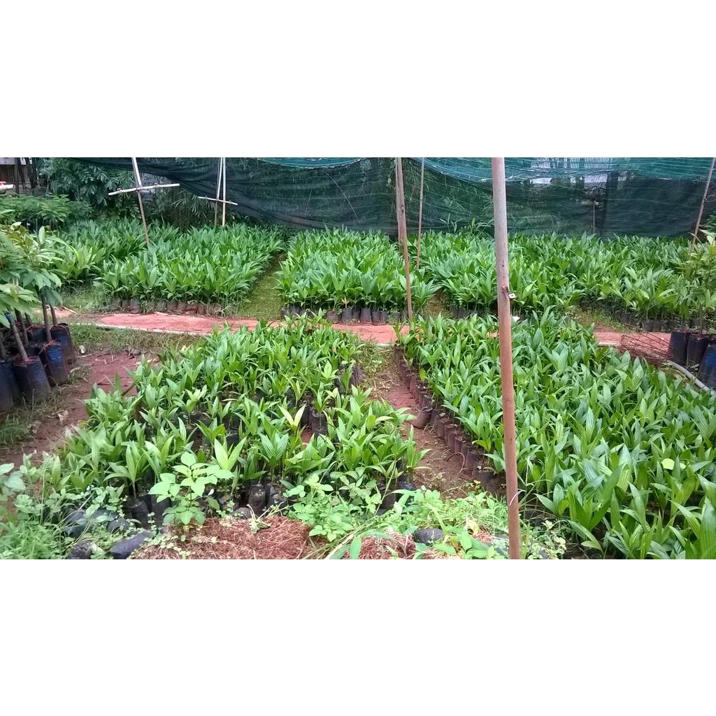 Combo 10 cây giống Cau cao.