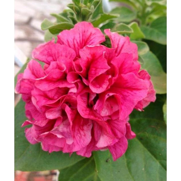 Hạt giống hoa dạ yến thảo kép nhiều màu KNS361 - Gói 20 hạt