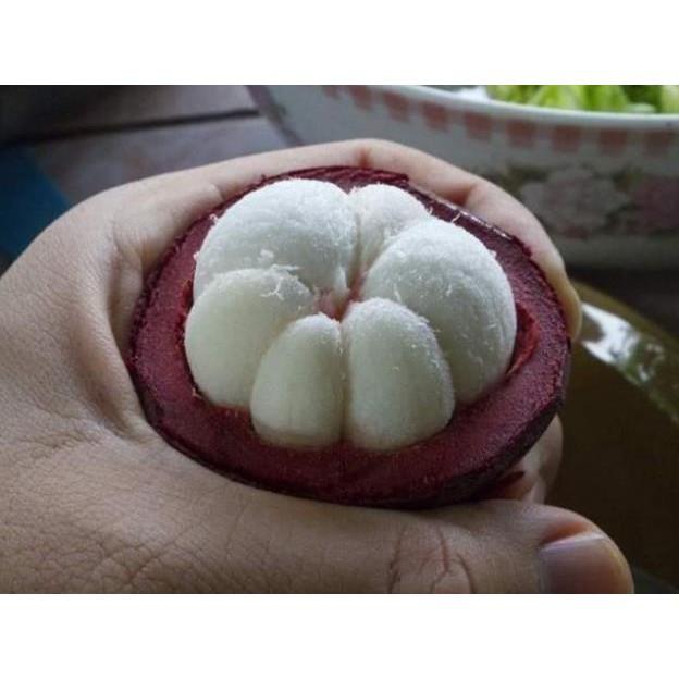 Sản phẩm CÂY GIỐNG MĂNG CỤT