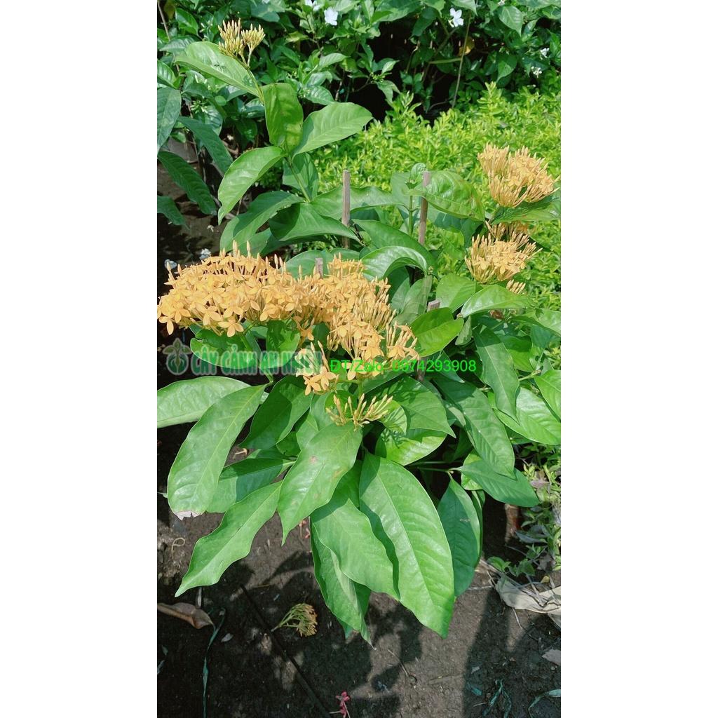 Cây Hoa Trang Mỹ Màu Vàng