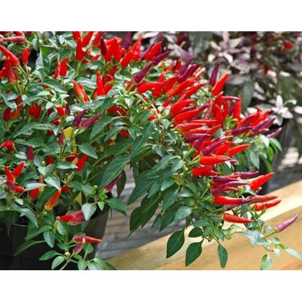 HẠT GIỐNG ỚT CHỈ THIÊN CHÙM + 700g phân thỏ hữu cơ