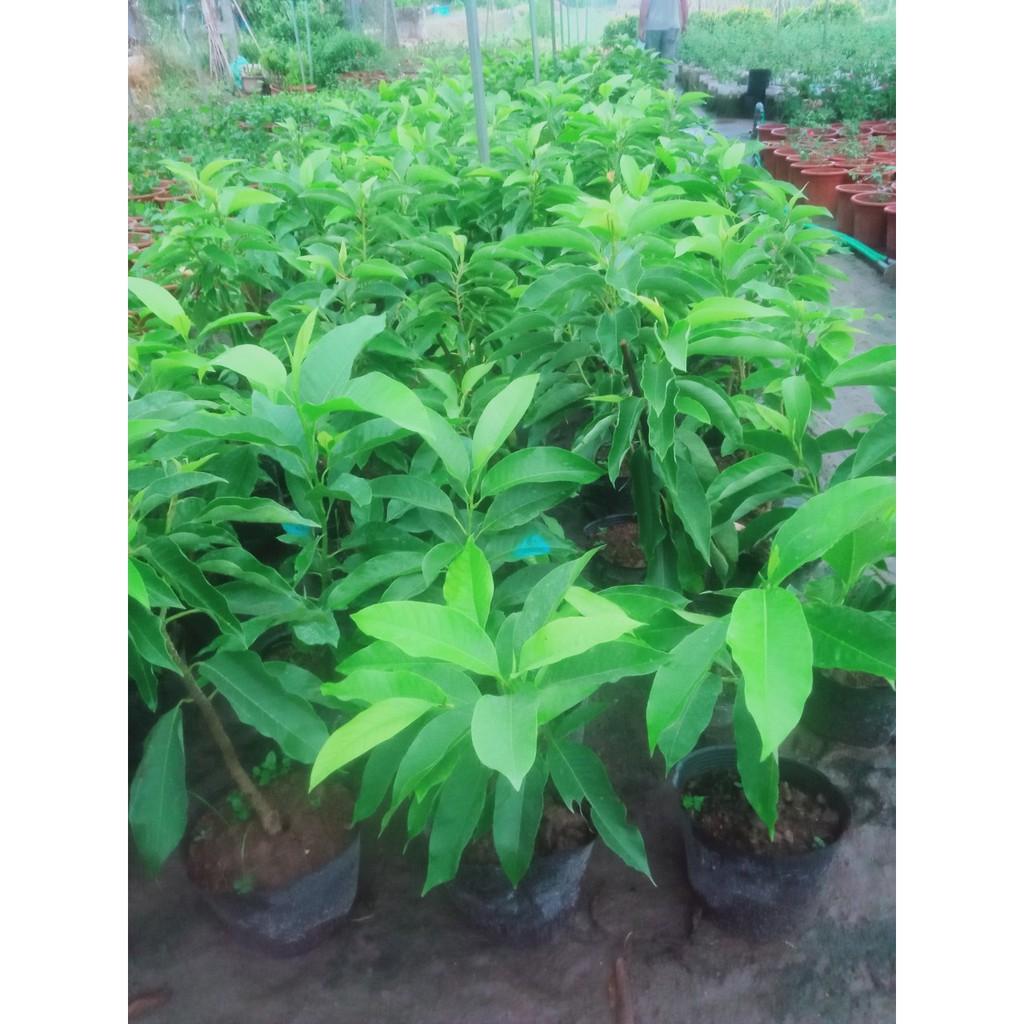 CÂY HOA NGỌC LAN MÀU VÀNG, HOA HOÀNG LAN