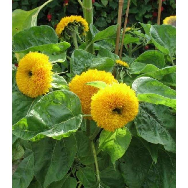 Hạt Giống Hoa Hướng Dương Kép Vàng Cam KNS3642 - Gói 20 hạt