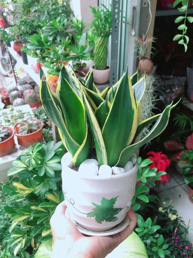 Chậu Cây Lưỡi Hổ Thái Xanh