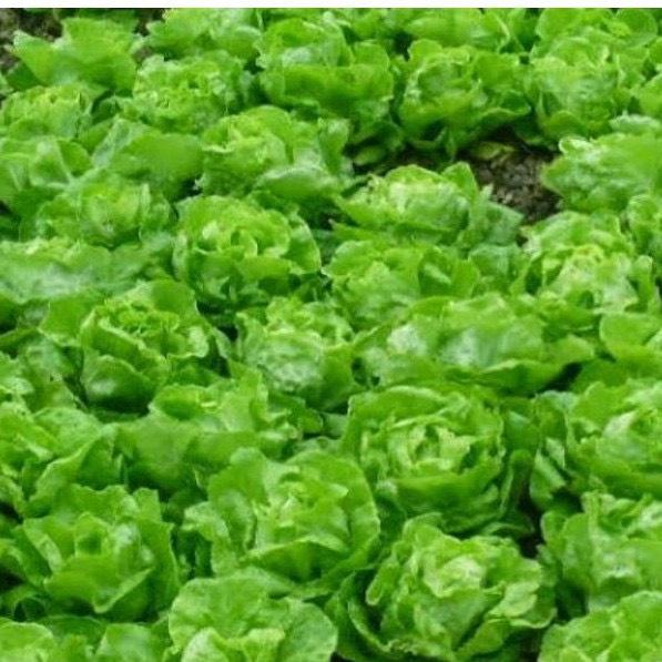 Hạt giống xà lách búp (đăm) chịu nhiệt giầu dinh dưỡng năng suất cao, thuộc loại rau củ quả dễ trồng.