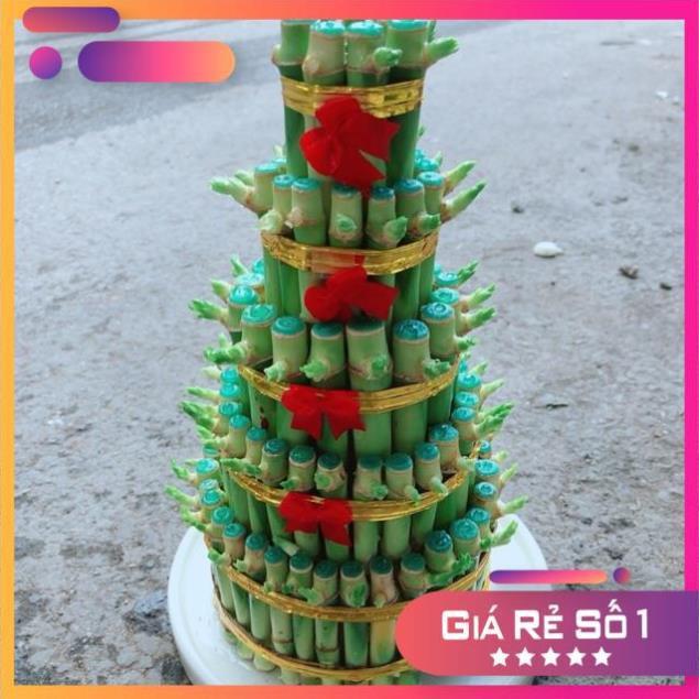 Cây Trúc Phát Tài Kèm Dĩa