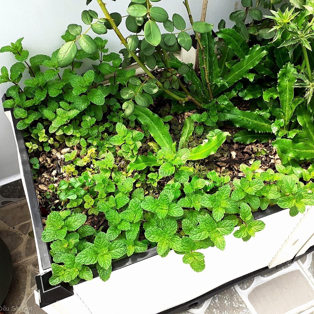 Hạt giống Rau Húng Lủi gói 0,2gr - Dễ trồng