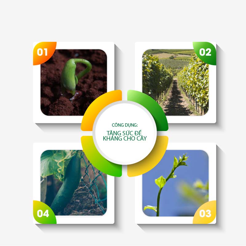 Phân Bón Sinh Học Ecom Kích Ra Hoa Đậu Trái, Tăng Trưởng Toàn Diện Cho Cây Tăng Năng Suất - Vi Sinh 1 Lít