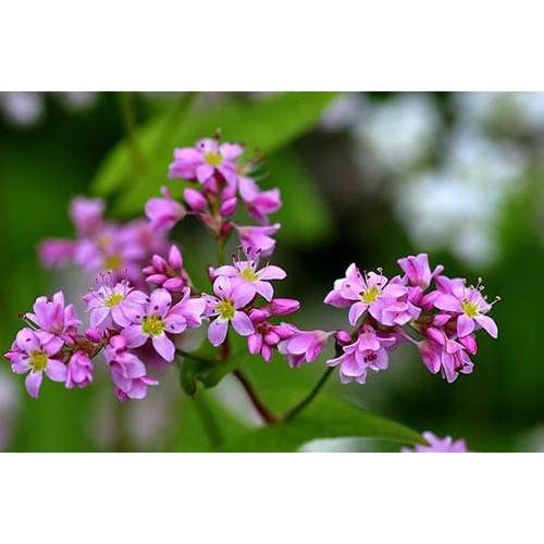 Hạt Giống Hoa Tam giác mạch F1 Loại Siêu Dễ Trồng, Hoa Nở Đẹp Tặng kèm Hướng Dẫn Trồng