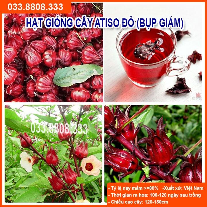 HẠT GIỐNG QUẢ ATISO ĐỎ DỄ TRỒNG TẠI NHÀ