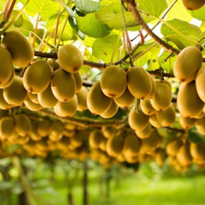 CÂY GIỐNG KIWI LEO GIÀN RUỘT XANH DÒNG QUẢ SỚM
