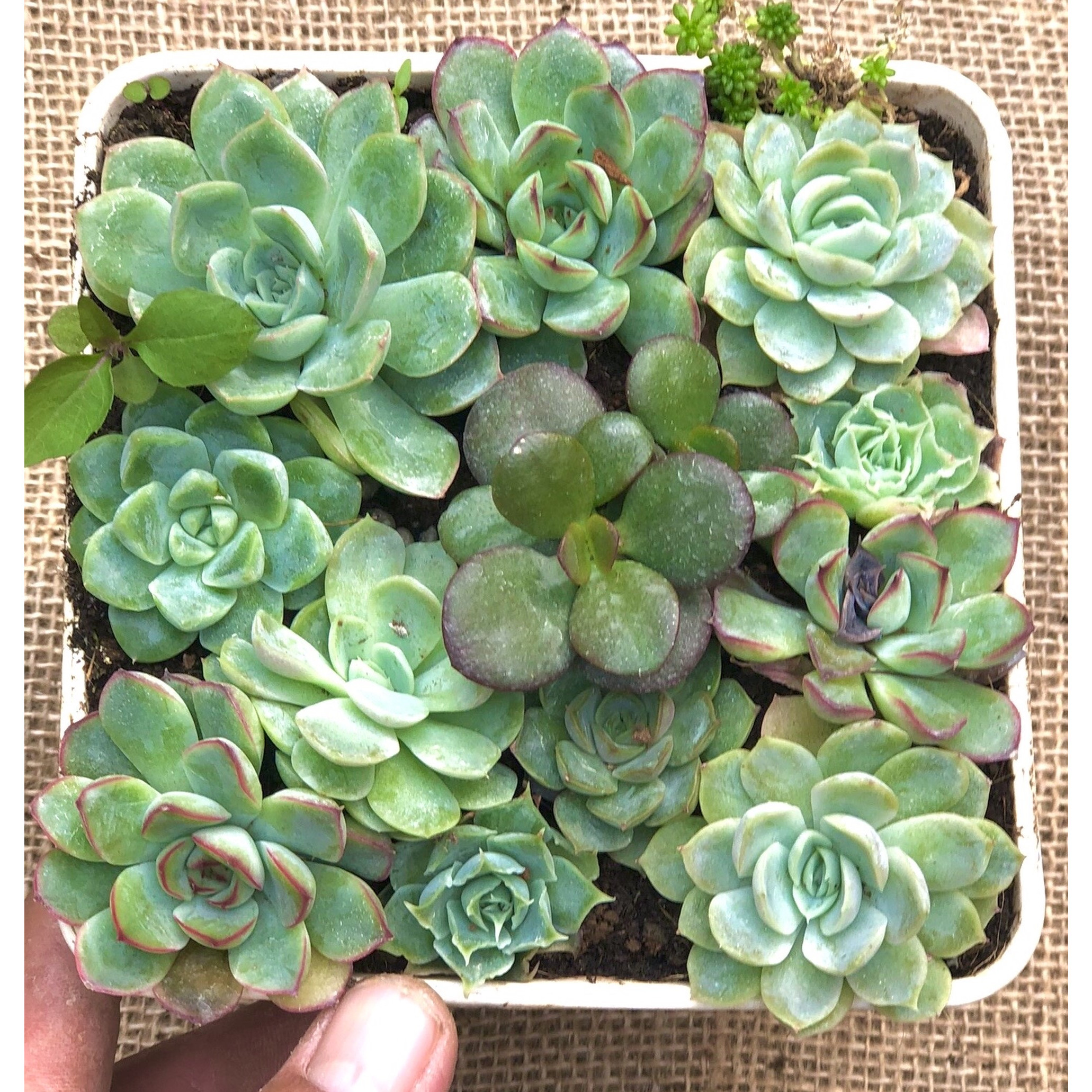 Chậu sen đá ghép nhiều loại