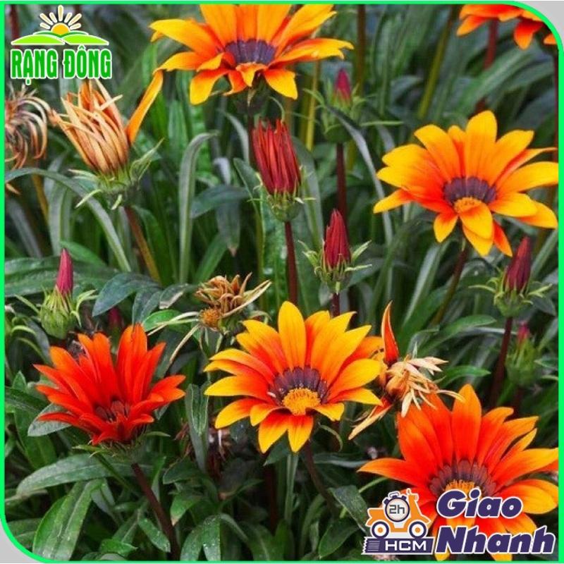 Hạt giống Hoa Cúc Huân Chương Nhiều Màu Rd 802 (0,03g~30 hạt) thân cao 20-25cm, trồng quanh năm - Hạt giống Rạng Đông