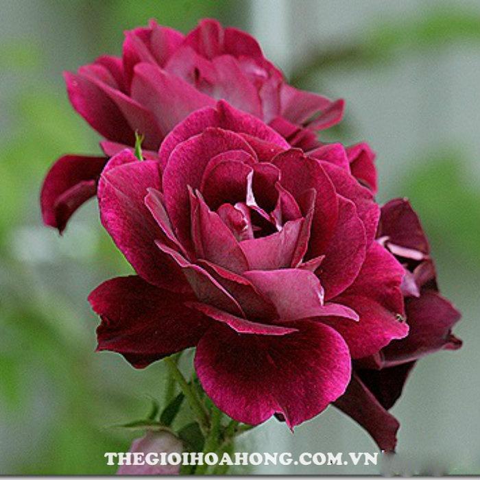 Cây hoa hồng ngoại Burgundy Iceberg tím