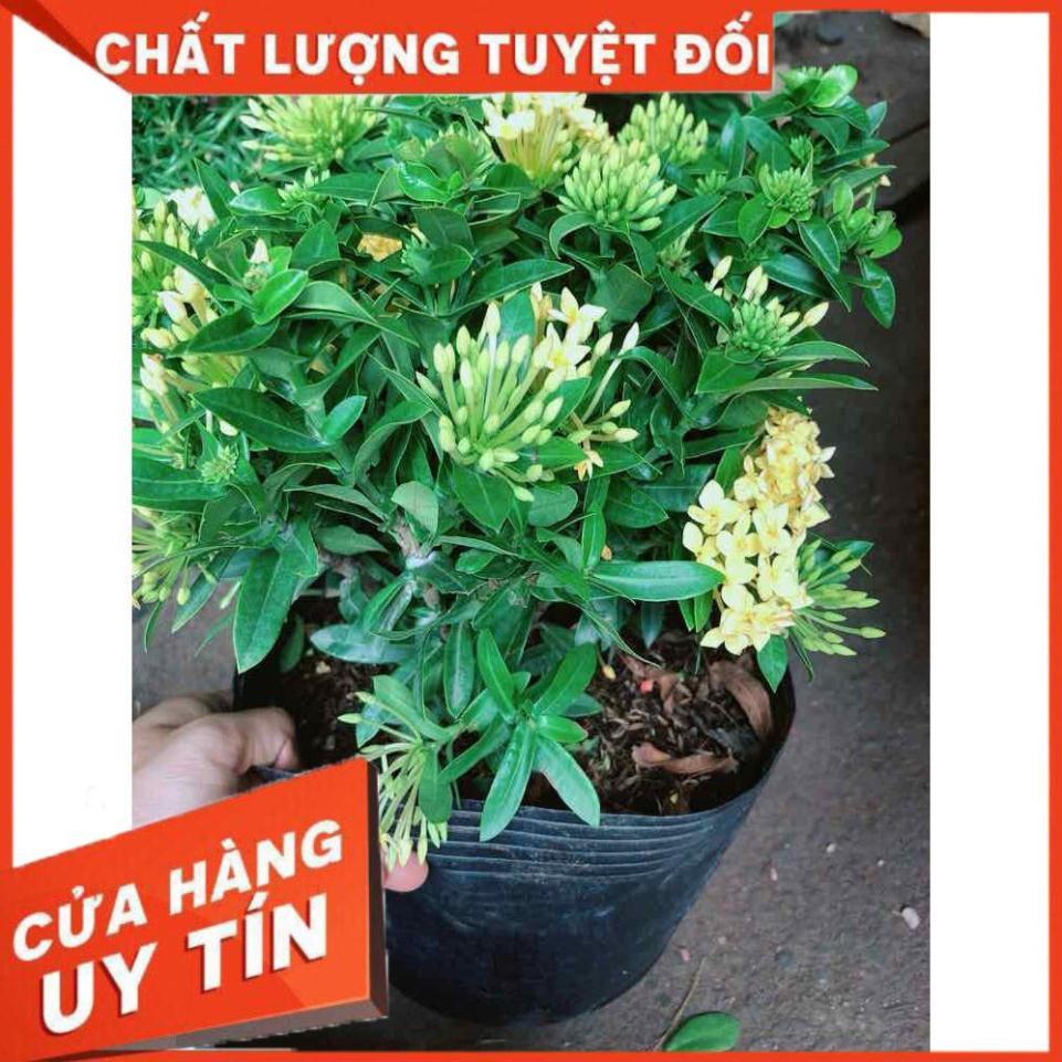 Cây trang thái Nhiều Người Mua