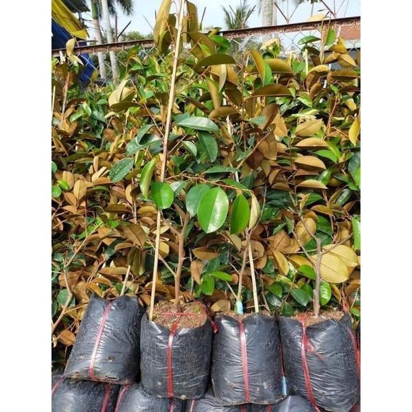 CÂY GIỐNG VÚ SỮA LÒ RÈN