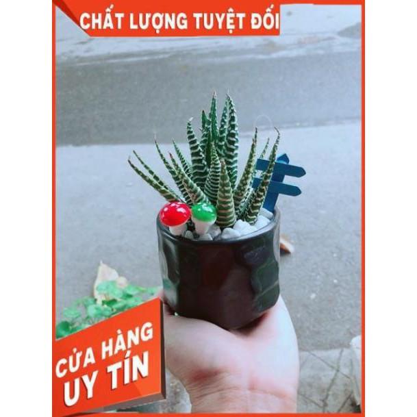 Chậu Móng Rồng