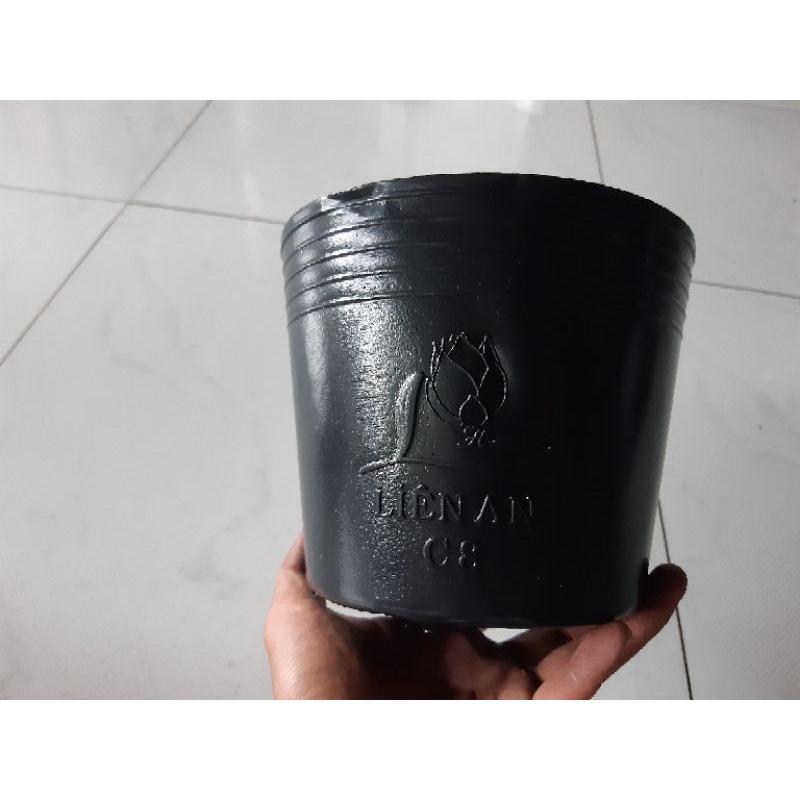 50 chậu c8 liên an