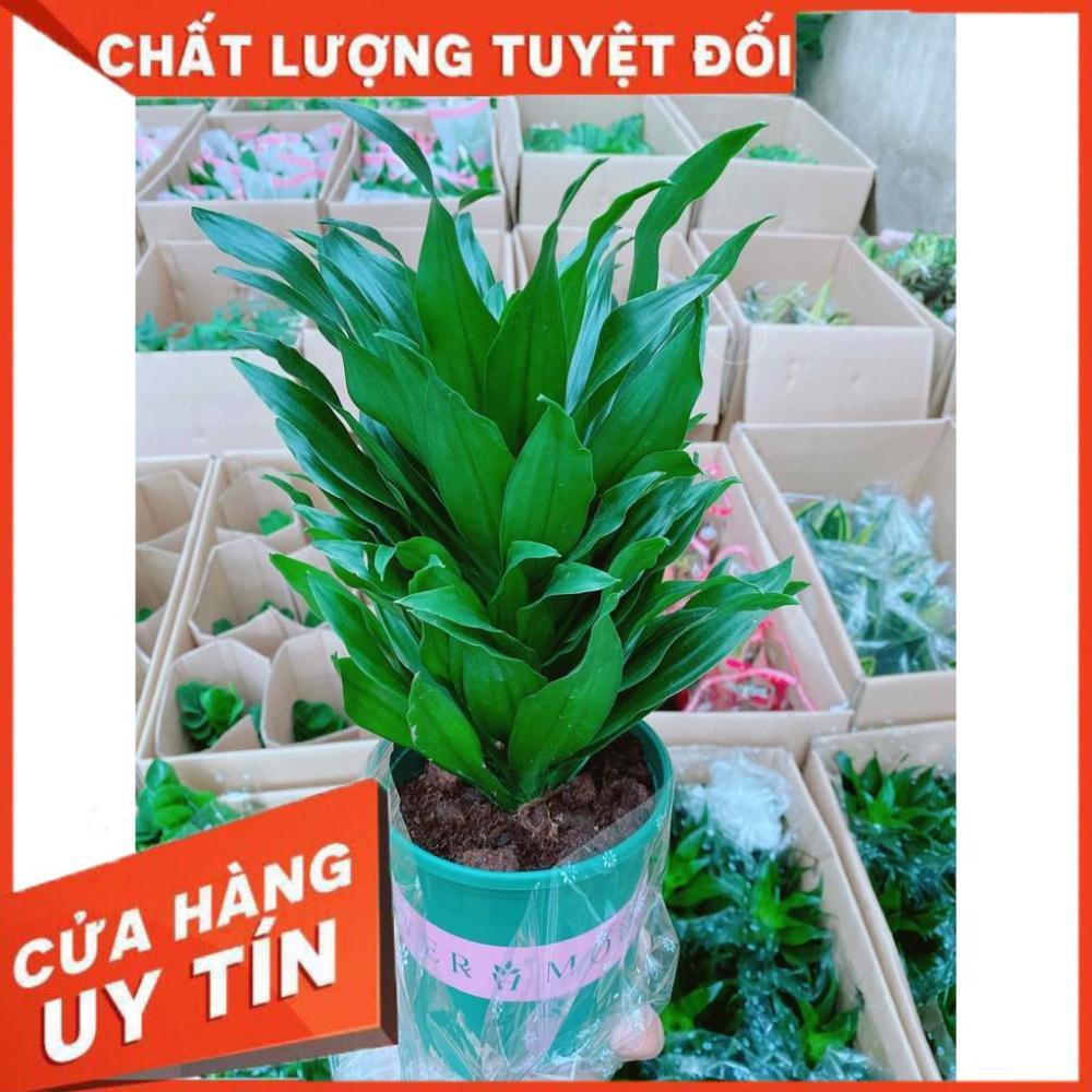 Phát Tài Nhật Nhiều Người Mua