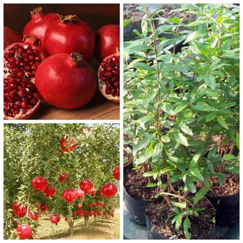 Cây giống Lựu Đỏ Lùn Ấn Độ hang mới về giá rẻ tại vườn