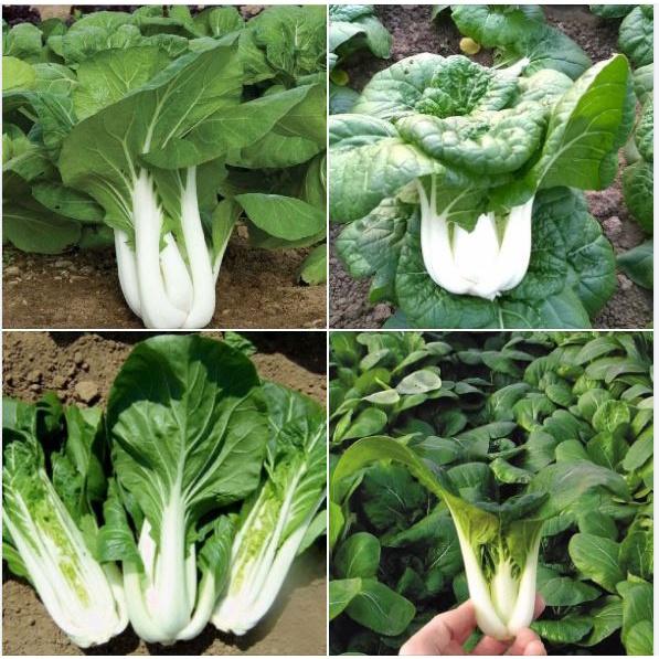 Hạt giống rau cải bẹ trắng - Gói 1kg