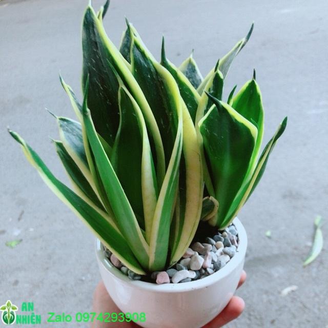 Chậu Lưỡi Hổ Thái Xanh