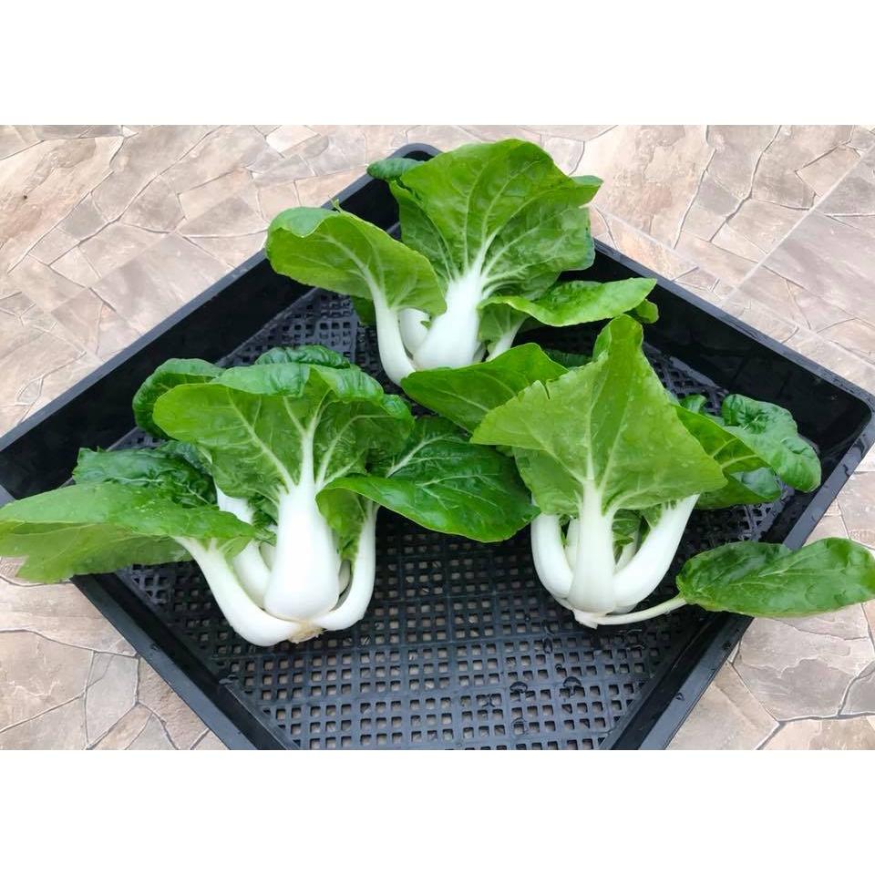 Hạt giống rau cải thìa cao sản KNS3386 - gói 10gram