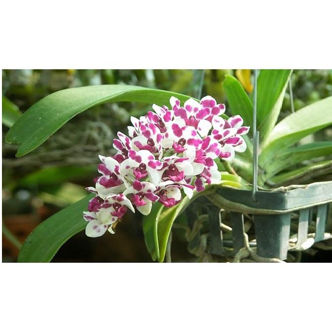 Chế phẩm sinh học dạng chai xịt kích mầm to, thân khỏe M-VITA nano GOLD dùng cho hoa lan, phong lan