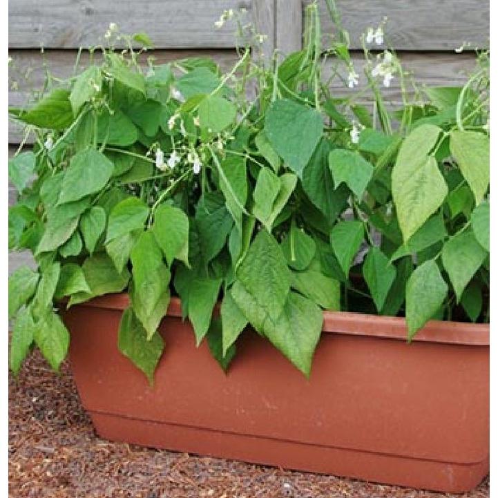 Hạt giống đậu cove bụi,cove lùn xanh-gói 20gram-tặng kèm gói phân bón