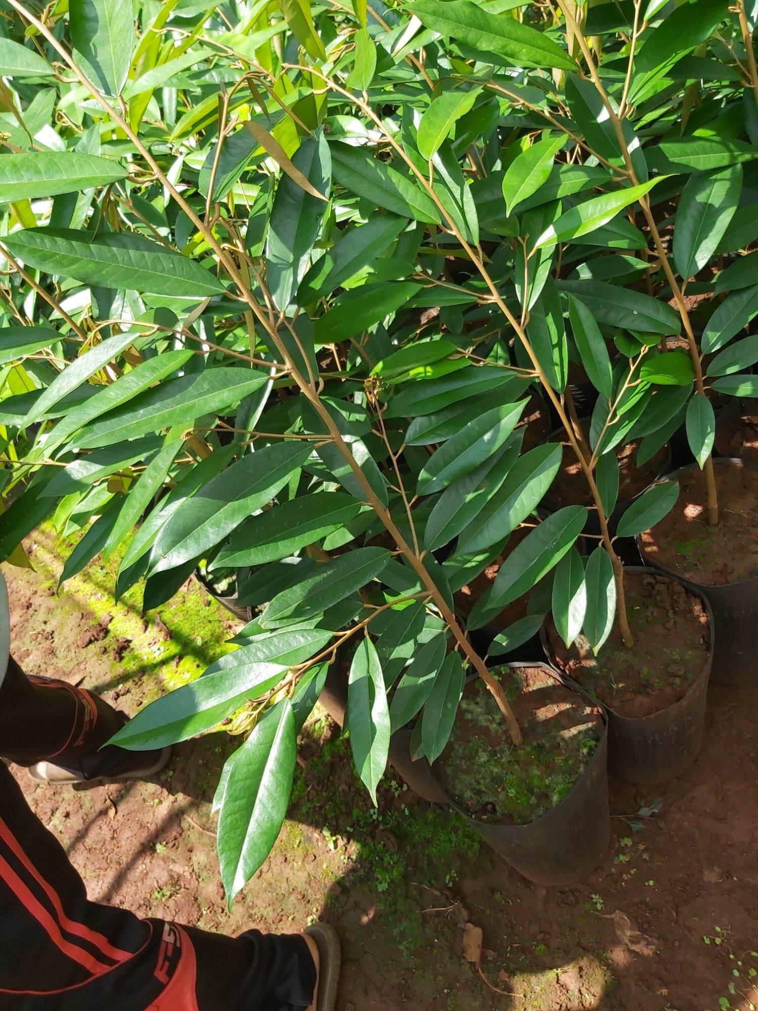 CÂY GIỐNG SẦU RIÊNG BLACK THORN