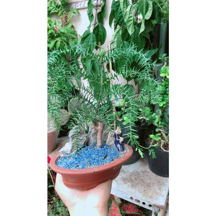 Chậu Cây Tùng Bồng Lai Bonsai