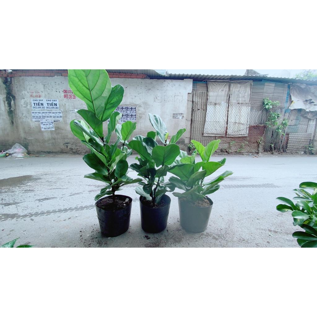 COMBO CÂY CẢNH