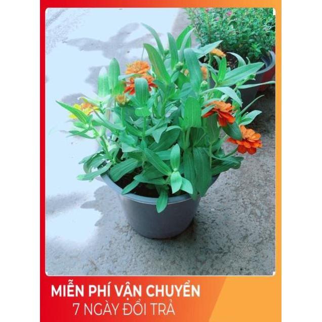 Hoa Cúc Duyên
